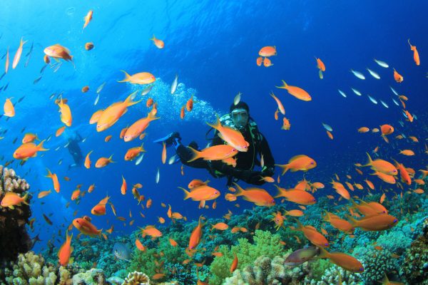 Scuba Diver swims through tropical fish on coral reef